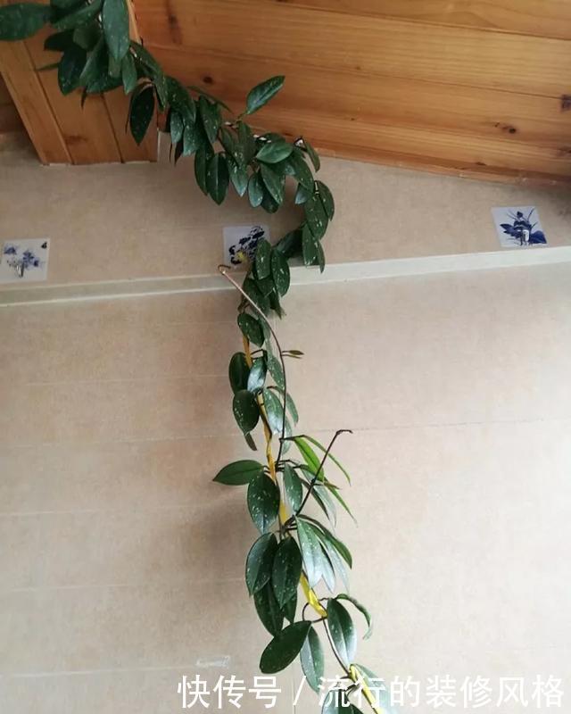  [喜欢]超级耐阴的球兰，养1盆能爬上窗台、房顶，开花比香水还香
