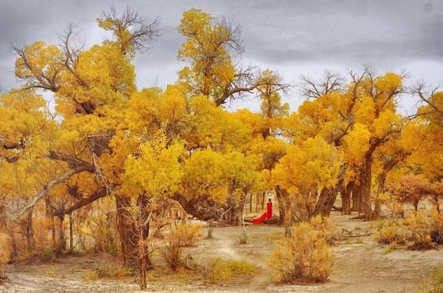 推荐｜额济纳，她的美只有20多天，错过再等一年