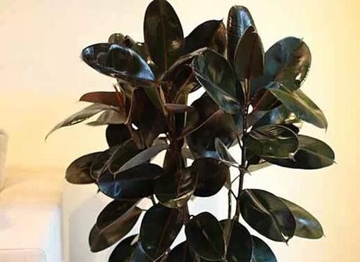  『琴叶榕』3种以“病菌为肥”的花，杀毒清细菌，室内养上两盆，家人健康