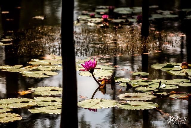 南京池杉湖，华东地区最大的水上池杉林，秋色醉美的观鸟胜地