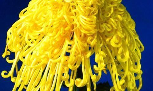  养盆■喜欢菊花，不如养盆“菊中精品”盘龙奔月，似四射霞光，金光灿灿