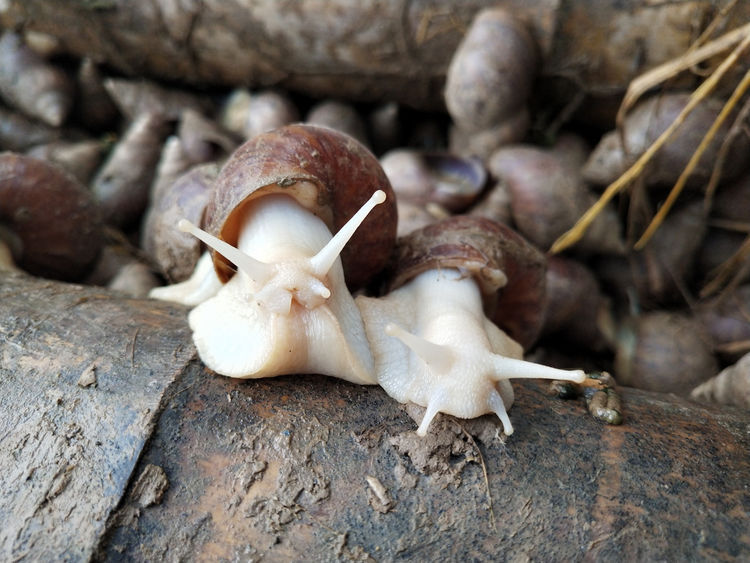  #齐名#它与鱼翅齐名，每亩利润高达万元，养殖的人却很少，农民