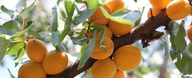 中国绝美公路＋仙境北疆13日落地自驾游