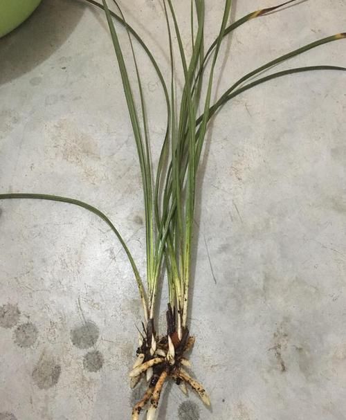  『惊喜不断』垃圾堆捡来烂根的兰花，水苔捂一捂，三个月全是水晶头，朋友羡慕