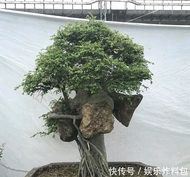 『朱立明』欣赏朱立明的盆景,学会体贴!