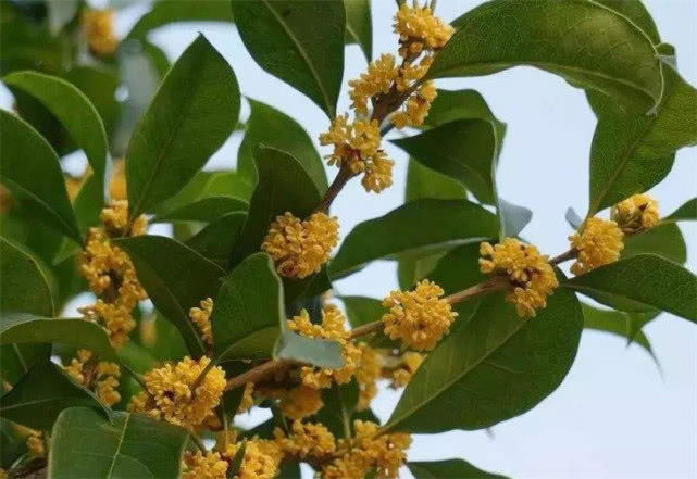 农村4种“镇宅树”，最适合种在院子里，寓意财源滚滚，知道吗？