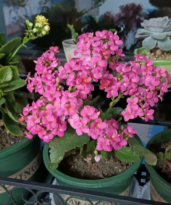  「开完」长寿花开完了，掐点枝，用“复制粘贴”法，轻轻松松繁殖30盆