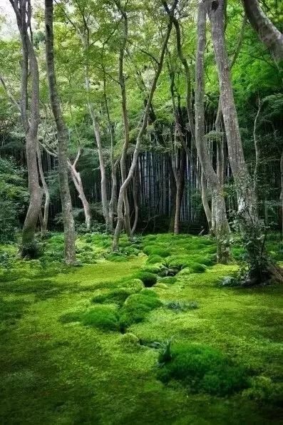 「遗失在」它是遗失在人间的一抹绿色
