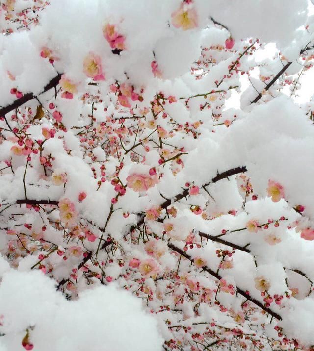 雪，温柔了遇见；雪，温润了情缘