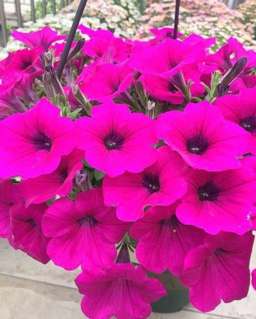  #种植#阳台种盆矮牵牛，易种植花色多，开成“花瀑布”，吊在空中非常美
