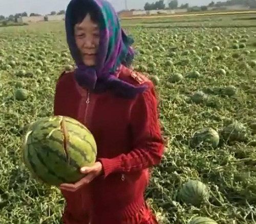 一场冰雹过后 瓜农看着遍地的烂西瓜 心痛到哭了！