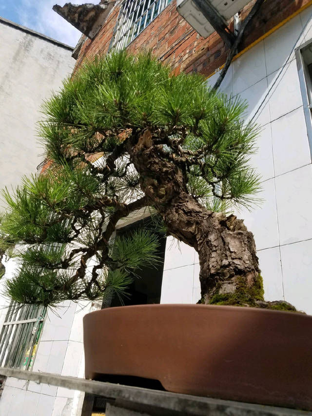  『园艺师』到园艺师家里做客，欣赏到了很多精品盆景，一起来感受盆景的魅力