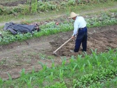  农民|2019年农村土地实行“统一耕种”，农民不用做事了？你怎么