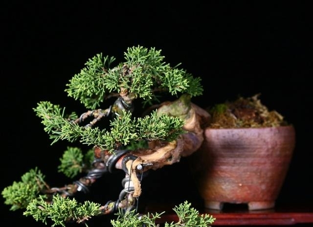 香港盆景展会作品欣赏,审美是人的天性,体验极简盆景带来的美