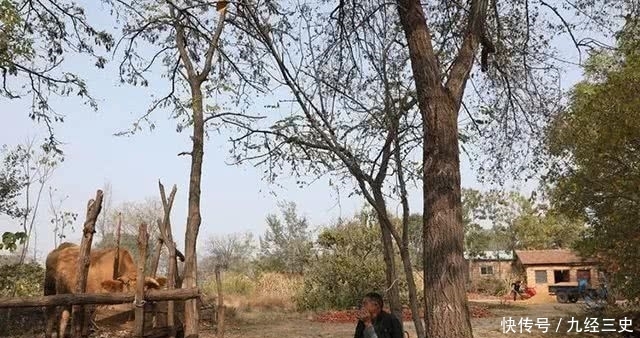  小牛犊■一个农村农民，生态养牛20头，能不能赚钱呢？每年赚多