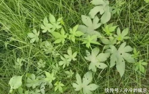 农村以前常见的一种野草，总被当做猪饲料，现在市场200一斤