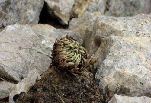  【种植】山坡下的石头缝里，1种“还魂草”不多见，挖2棵种植，变小盆栽