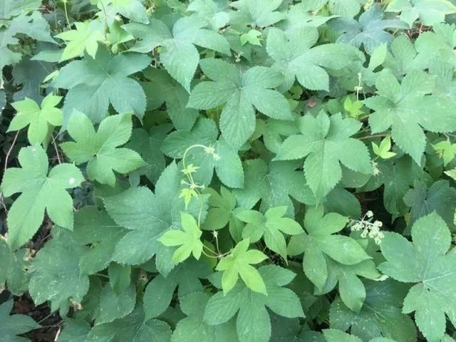  [黄花酢浆草]花盆里长出蘑菇，马上拔干净，否则就是大祸害！