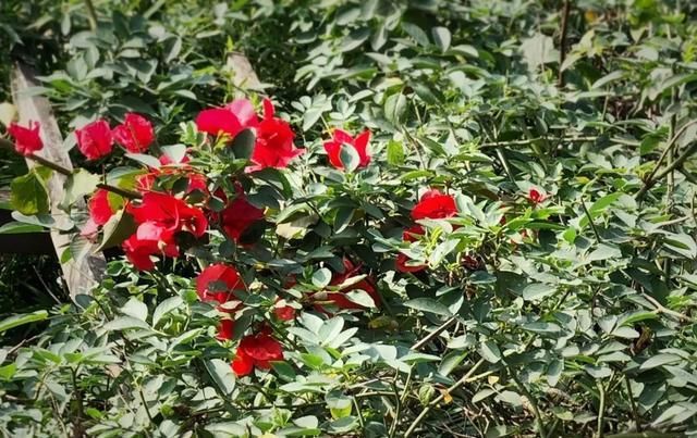 十一月,家里的植物