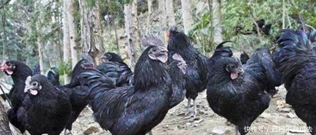 农村朋友注意啦！这些养殖业年收入10万以上，根本不愁销路~