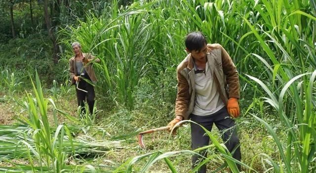  常用：一年割四茬，亩产10吨，养牛常用的草料，成本低好种植