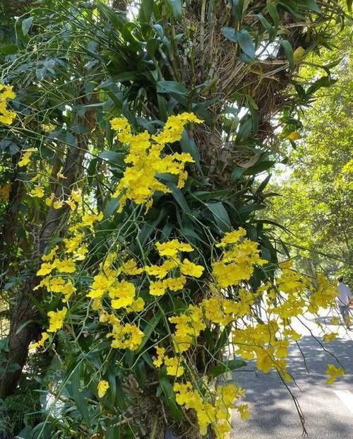 「图片作者」特神奇的花,绑在木头上也能活,一根枝能开20朵花!