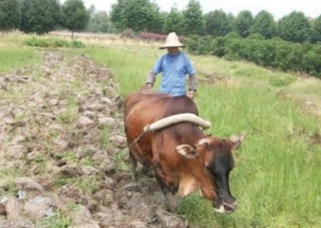  「牛肉」牛肉45元一斤，一头牛能赚2万块，为啥没人养殖