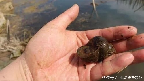 垂钓|野钓鲤鱼的几条心得,注意这些小窍门——盛世三渔