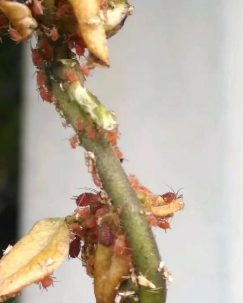 #很快#花儿生了虫，不管不顾，很快就剩盆！