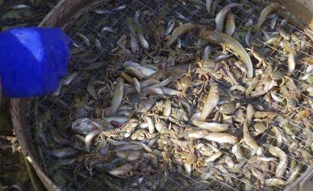  [白条鱼]30年前一捞几十斤，如今却成稀罕货，60元一斤都说奢侈