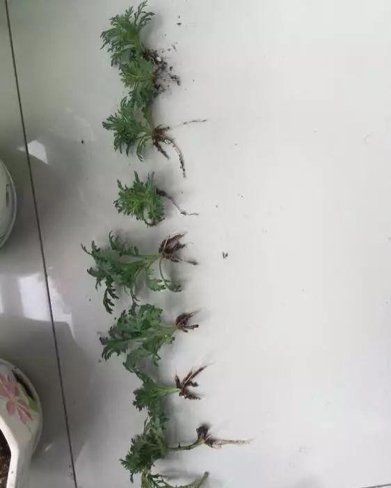  『花盆』剪下来的枝条别浪费，插土里10天成活，养成大户花盆都不够用！