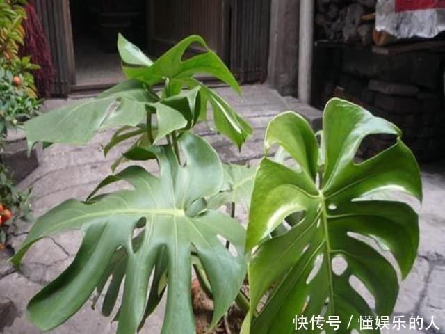  『家里』家里养“3种花”，再喜欢也别搬去“晒太阳”，否则黄叶不断！