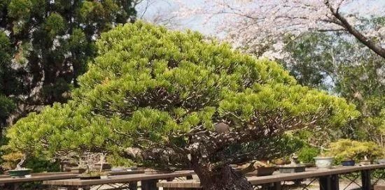 岁寒三友，一组松树盆景佳作欣赏