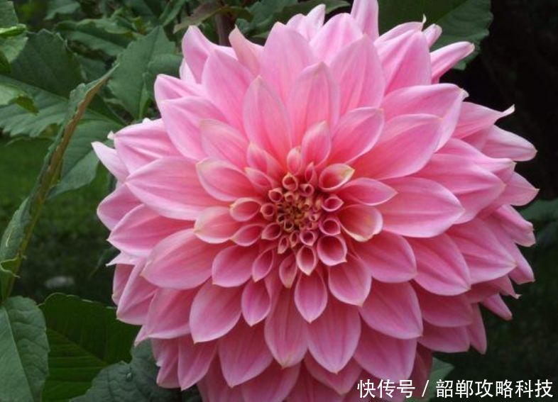 「适合」“4种花”最好养,半月浇水一次,花开压弯枝头,适合新手养