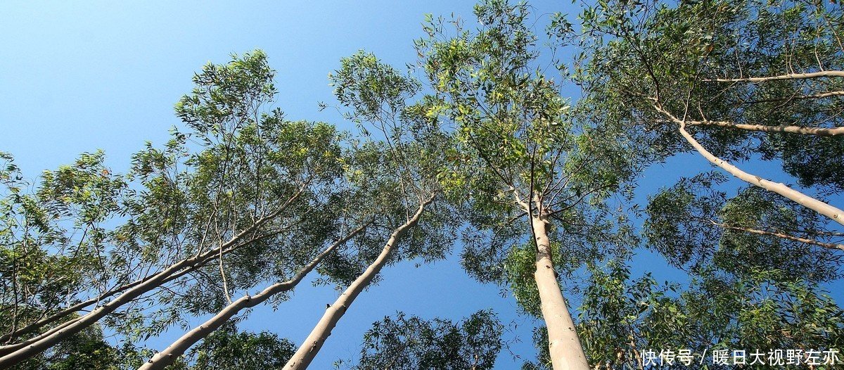  「种植」网传有四种植物严禁农民种植，当知道这个消息，农村人