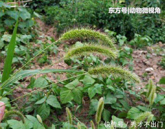 狗尾巴草|农村田地里害草，农民们将它当柴烧，其实能入药，晒干