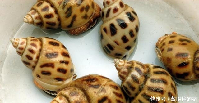  早已：从野生到养殖，市场早已供不应求，为何养殖户还苦不堪言