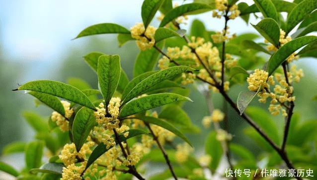  [镇宅]农村四大镇宅之树是什么种在哪个位置可以旺宅