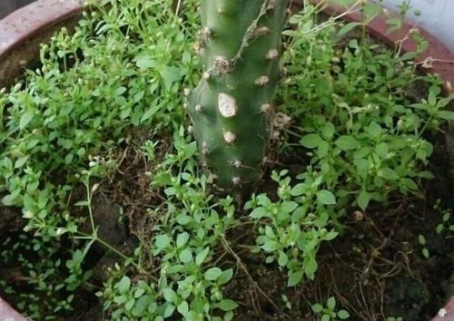  『杂草』花盆里的“杂草”快拔掉！难怪花卉生长不旺盛