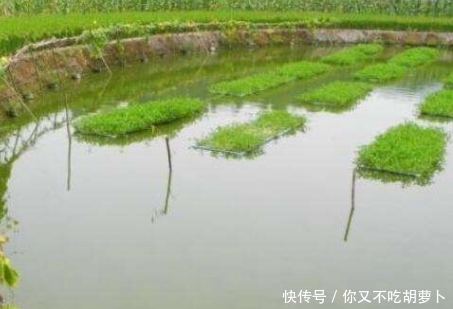 为何刚挖好的水池，过一段时间之后就会长出鱼？今天终于知道了