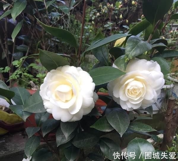 传统|此花是中国传统名花,可媲美牡丹,植株低矮,还可盆栽观赏