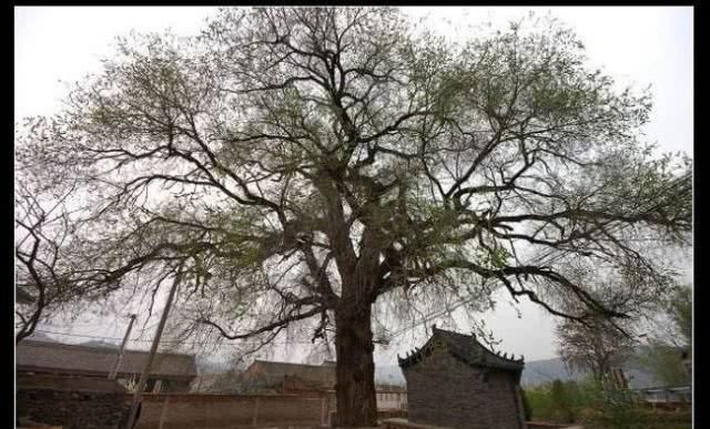  槐树@北京人的生活，一年四季都离不开树！