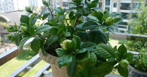  辣椒水：栀子花招虫了？喷点这个水，虫子死光光，花越长越旺