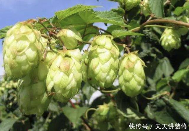 #啤酒花#在山谷下,有1种“啤酒花”,开出的花朵“美丽”,植株也珍贵!