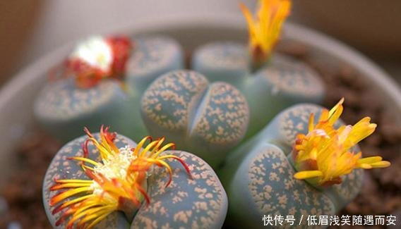 『肉肉开花必须剪掉』多肉植物开花了,怎么办肉友剪掉!