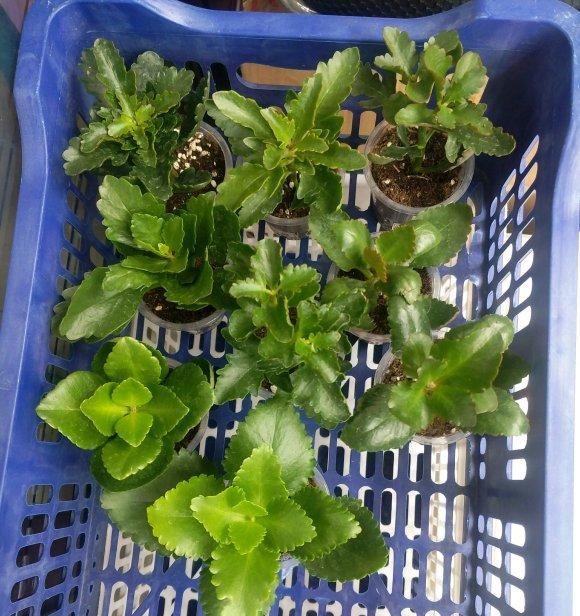  【长寿花的花】长寿花开败了，剪剪枝，晒足太阳，喂点“薄肥”，还能接着开