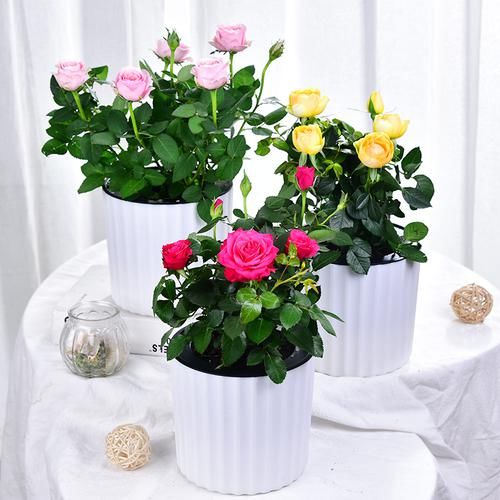  #海棠花#江苏发现一户人家庭院，真叫一个妙！瞧这配置，舒适雅致又宜人