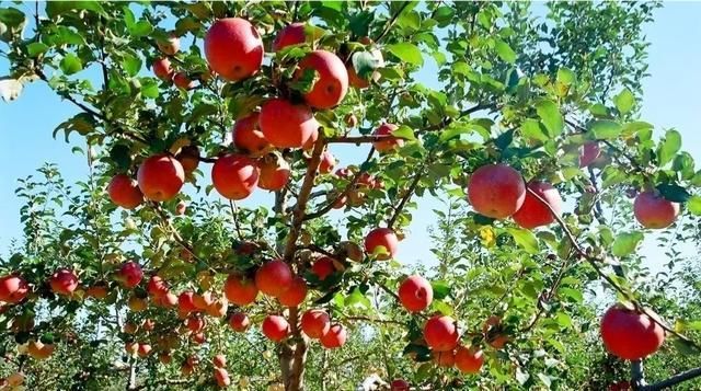  【果实】苹果树什么时候打杀菌的药合适？