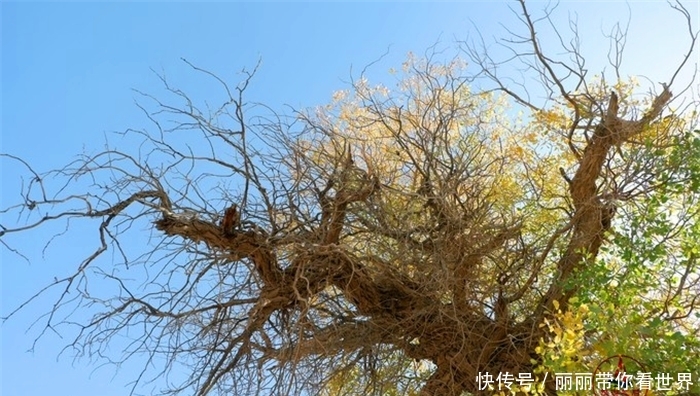 额济纳最牛的树，胡杨林的标志和形象，秋天叶子特别漂亮