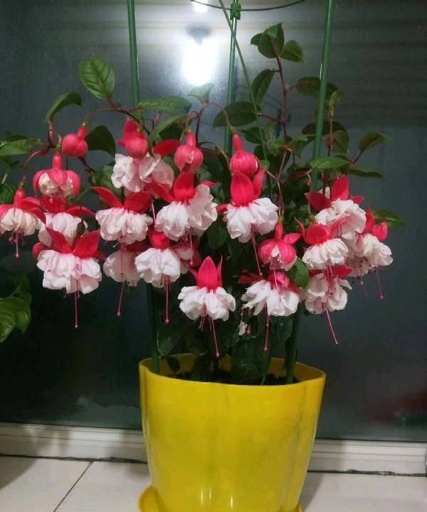  『家里』此款盆栽植物，花似红灯笼，漂亮又喜庆，家里养一盆，赏花一整年